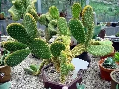 花语代表治愈的花，100种花的花语养养眼