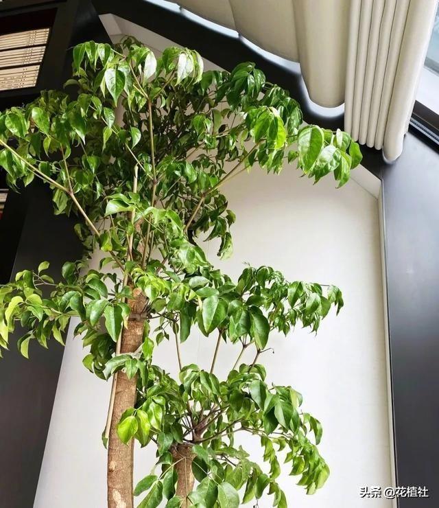 适合家里养的绿植，最好养的家中绿植（6种旺家的绿植优选）