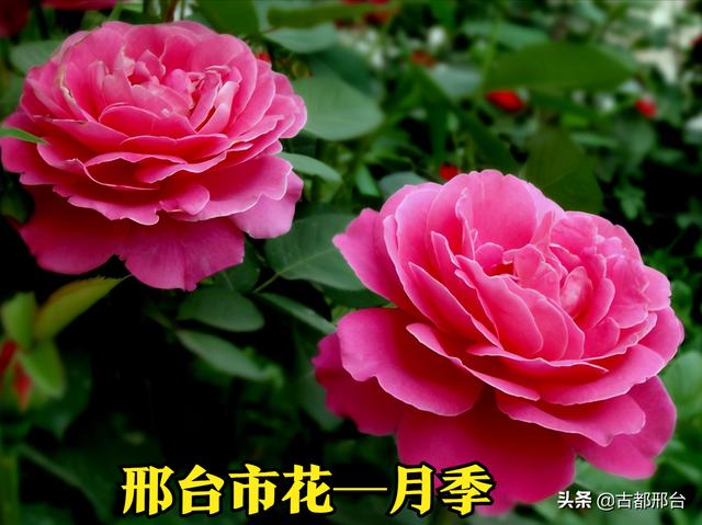 澳大利亚轮廓图，澳大利亚地图缩小版（全套高清地图之大洋洲各国）
