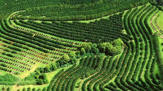 夏威夷果长什么样，原来夏威夷果是长这样的（夏威夷果：“名不副实”的坚果）