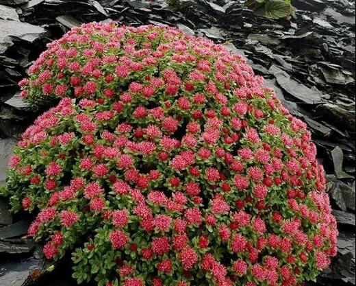 多肉植物种类科普，100种常见多肉图鉴