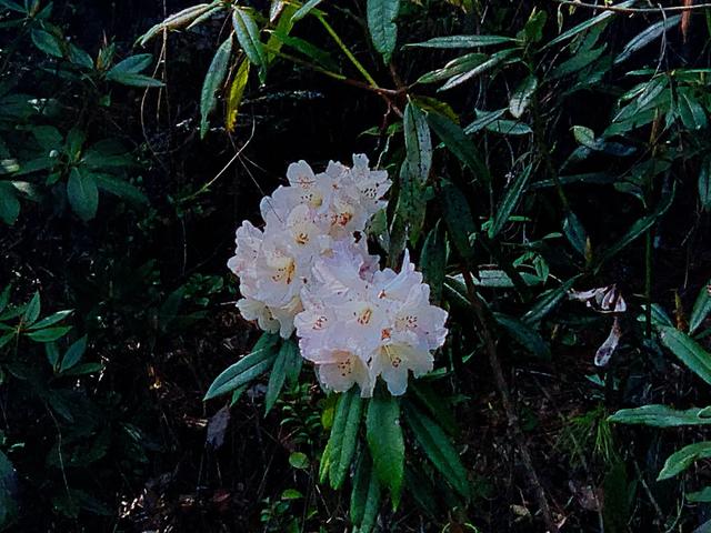 最漂亮的雪山杜鹃花海，龙陵勐蚌野杜鹃悄然盛开