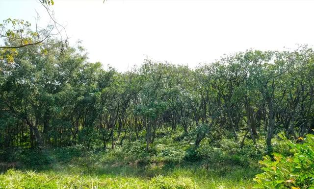 深圳世界之窗好玩吗，深圳世界之窗让你一天游遍全世界