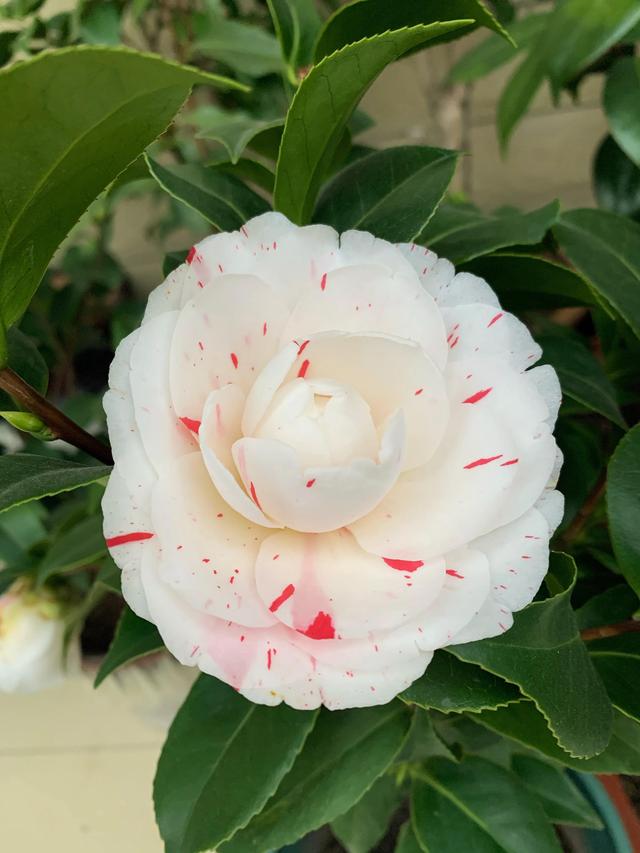 茶花的品种及价格，茶花的品种大全介绍