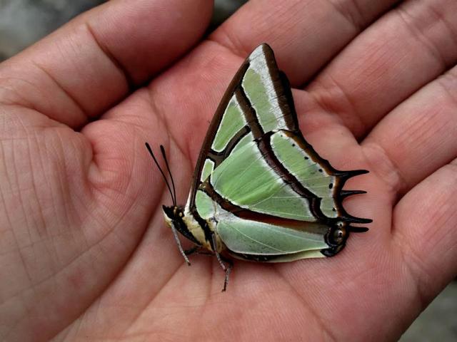 最常见的蝴蝶有哪几种，夏日赏蝶正当时