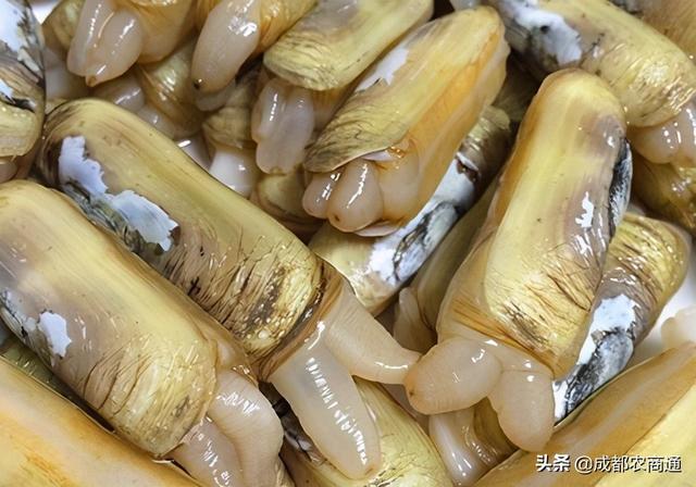 春季养殖推荐蛏子养殖，蛏子的相关养殖技术知识