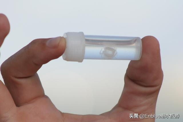 世界上最毒的水母，世界上最毒的十种动物（小伙沙滩捡到一只不明动物）