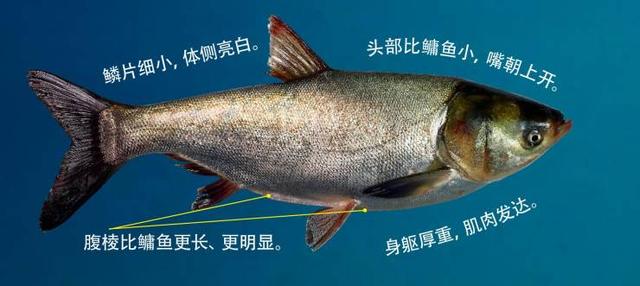 最常见的淡水鱼都有哪种，最常见的淡水鱼