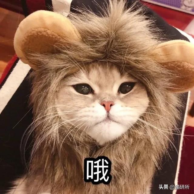 猫咪最喜欢听到的叫声，听说猫咪能发出100多种叫声