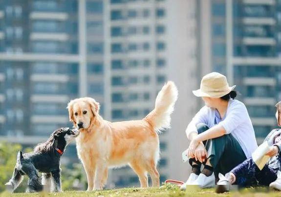 学会遛狗的正确方法，遛狗不可取得5种方式