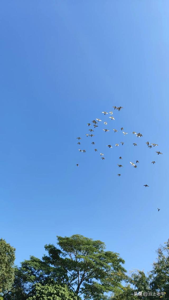 中山古镇湿地公园一日游，南头古城中山公园