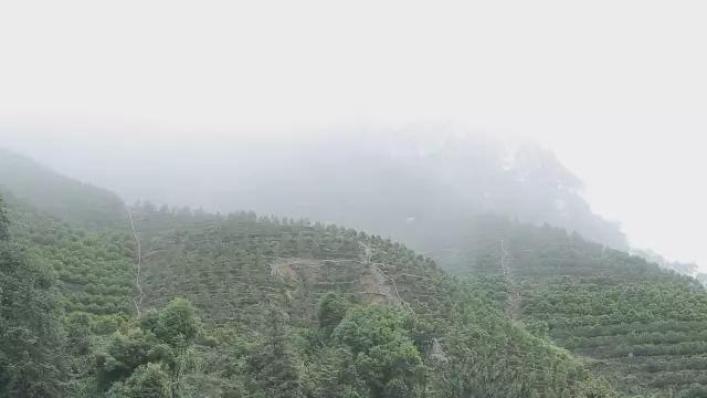 乌岽单丛凤凰鸭屎香价格，极品鸭屎香多少钱一斤呢