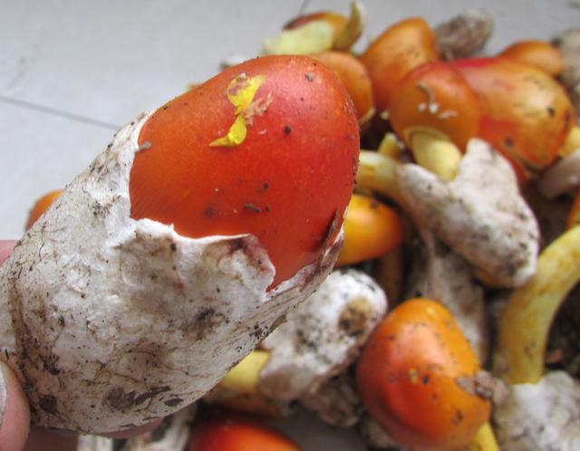 红色的有毒蘑菇有哪几种，颜色鲜艳的蘑菇就是有毒的吗