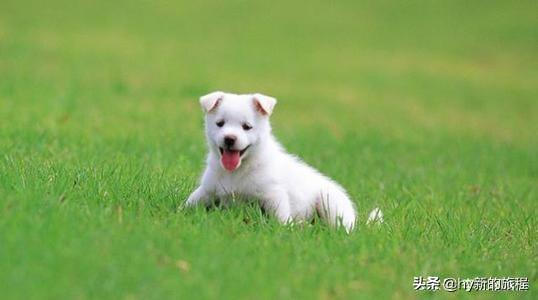女不养狗男不养猫的原因，古人说男不养猫女不养狗