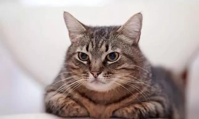 好看的猫咪品种，排行榜最好看的8种猫田园猫上榜了