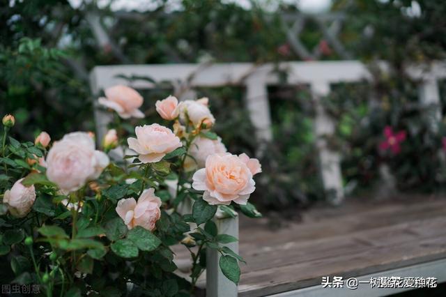 秋天有什么花容易养又好看，这20种花建议选几个