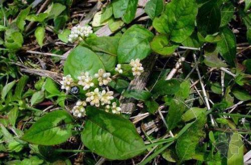 老鸹眼树果实，果实黑的像34