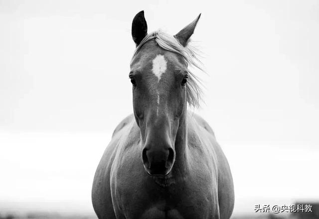 司马光的故事有多少，却不知道他这几个故事