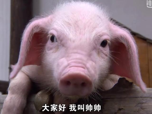 春光灿烂猪八戒古巨基，古巨基演猪八戒叫啥名（《春光灿烂猪八戒》将翻拍）