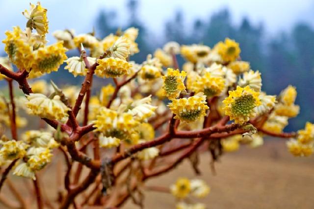 花冠类型为辐射对称花，结香花别名梦花树
