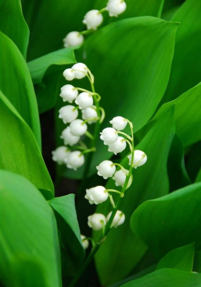 八种常见有毒花，这15种大毒花