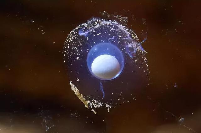 世界上最懒的动物，世界上唯一懒的动物（可7年不吃不喝不运动）