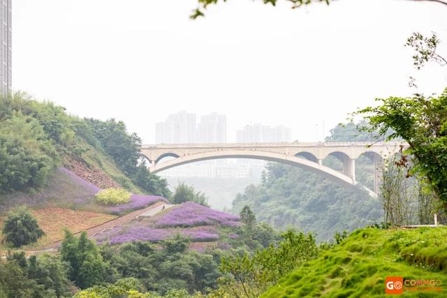 重庆熊猫最多的公园，你知道重庆动物园有多少只熊猫