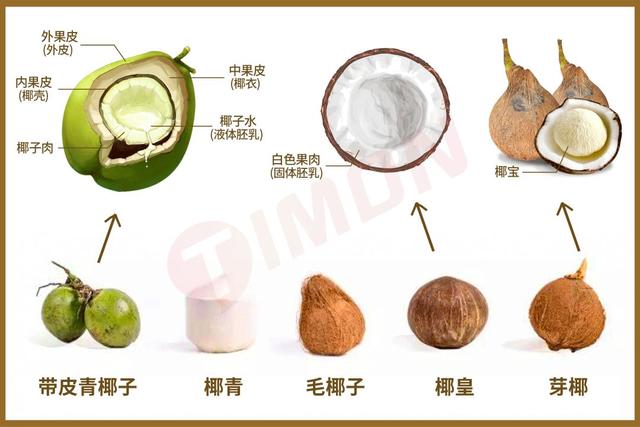 椰树牌椰汁配料表，天然椰汁怎么喝好喝（看了椰树的抖音直播）