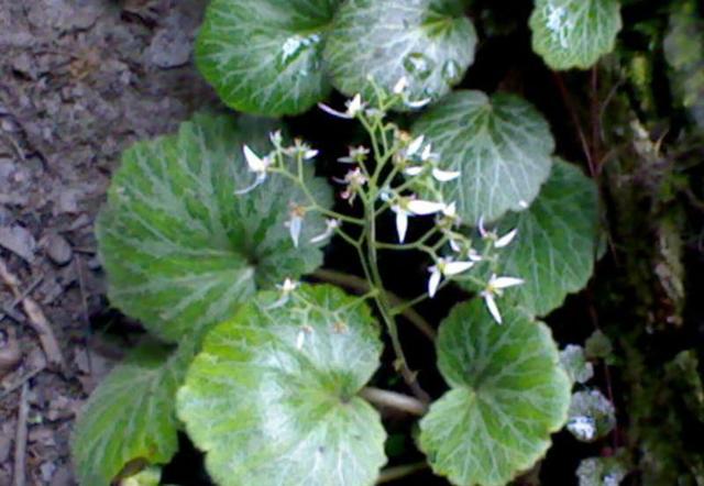 什么样的精华好用平价，这些精华都是很平价的