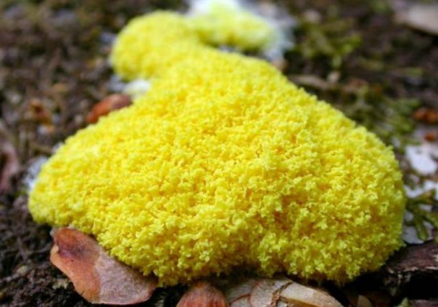 异星觉醒好看吗（异星觉醒里的卡尔文）