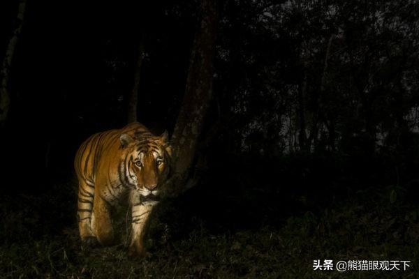 介绍一下老虎百兽之王，百兽之王是老虎还是狮子