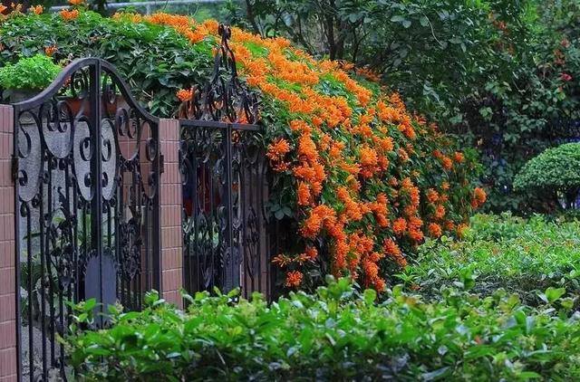 花很香又漂亮的藤蔓植物，12种开花藤蔓植物
