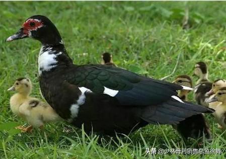 怕水的鸭子---憨包鸭，憨包鸭学名