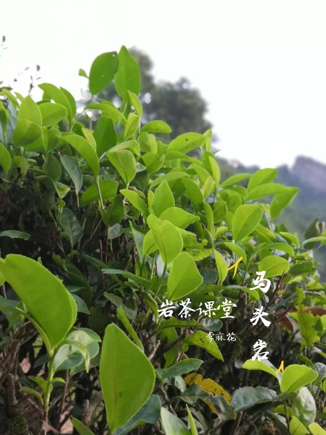 马头岩肉桂是高档茶吗，武夷岩茶肉桂是好茶吗（马头岩肉桂为什么紧随牛栏坑肉桂之后）