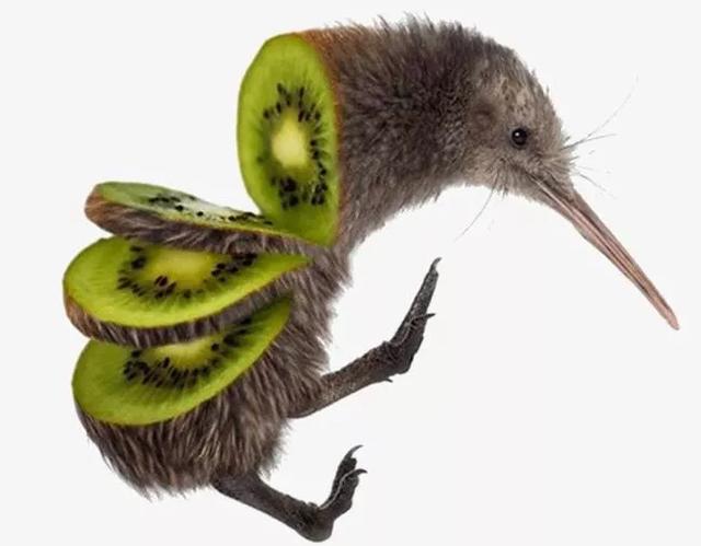 什么鸟没有翅膀，世界上有一种没有翅膀的鸟（却没有翅膀和尾巴）