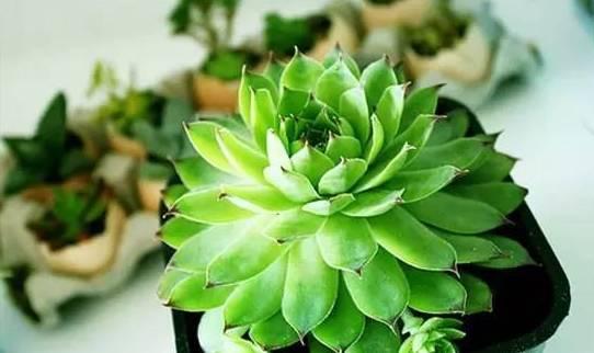 观音莲怎么繁殖，观音莲的繁殖养护（早春养观音莲）