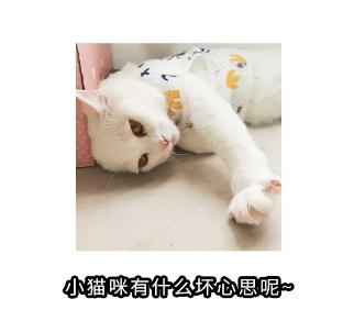 如何从猫咪的肉垫看出性格，猫咪的肉垫形状