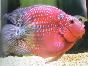 鹦鹉鱼饲养方法，你需要知道的小知识全都在这里