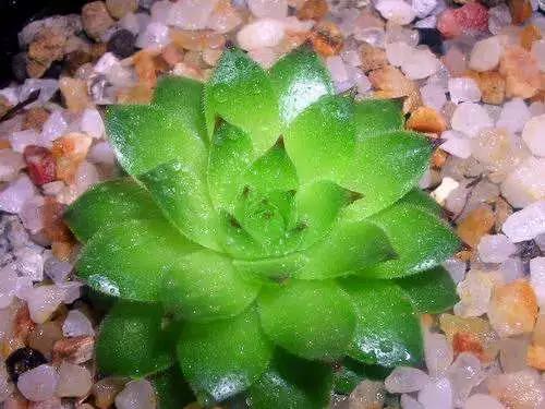 观音莲怎么繁殖，观音莲的繁殖养护（早春养观音莲）