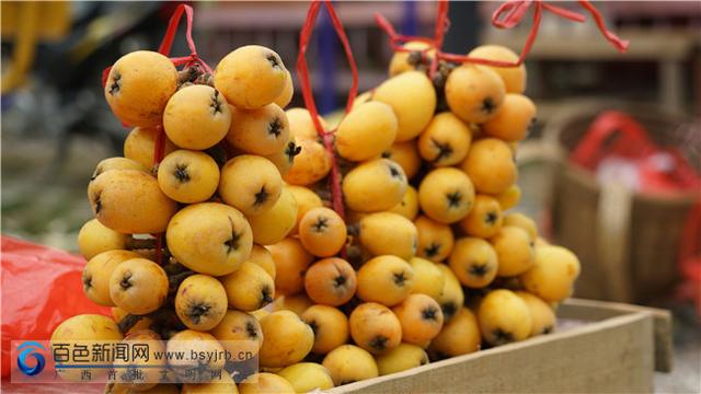 枇杷果种植产量及前景，广西凌云大果枇杷上市