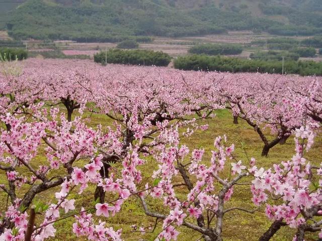 桃花嫣然出篱笑，关于桃花最美的诗词（赏读：桃花依旧笑春风）