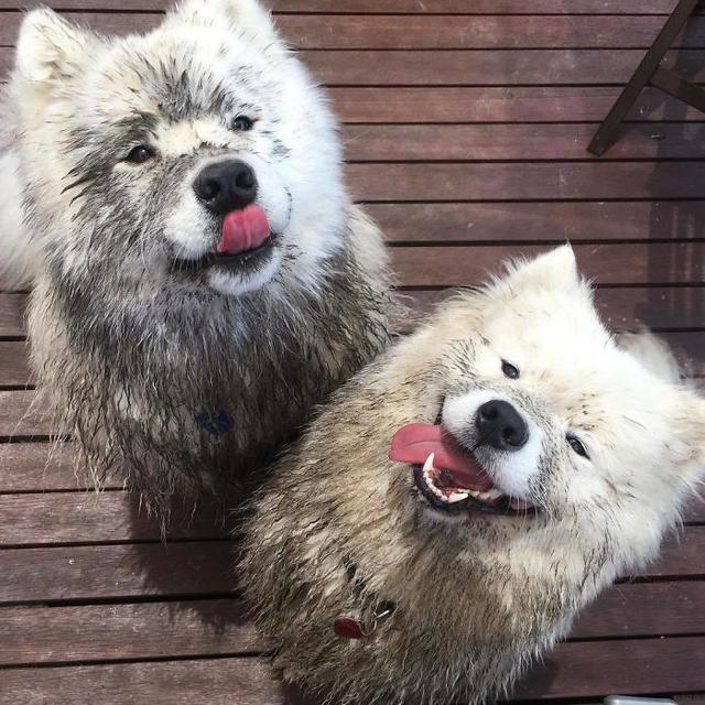 雪橇犬三傻是哪三傻，雪橇三傻分别是什么狗（“雪橇三傻”到底谁最“傻”）