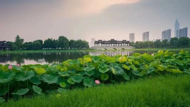 武汉大学的樱花，武汉大学赏樱花去哪里（报！武汉大学早樱开了）