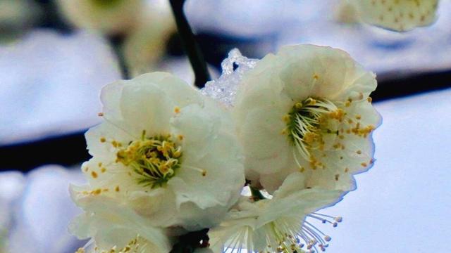 40首田园杂兴诗句，田园古诗集锦