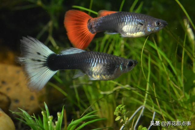 养殖热带鱼鱼缸如何装饰，在客厅养热带鱼