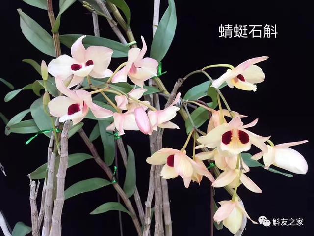 美丽石斛花开了，漂亮的石斛开花了