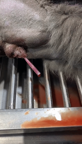 猫的应激反应会怎样，猫咪受到的危害有哪些