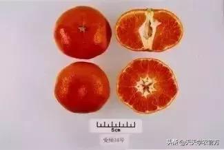 日本著名柑橘，“不知火”柑橘生理生态特性及栽培探讨