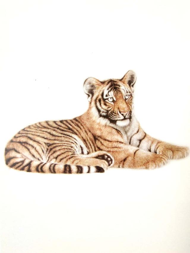 画虎怎么画才好，老虎画法-陈家明画虎