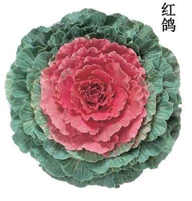 冬天比较耐冻的花，这花冬天不怕冷